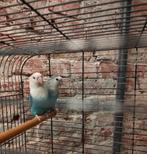 Agapornis koppel te koop met kooi