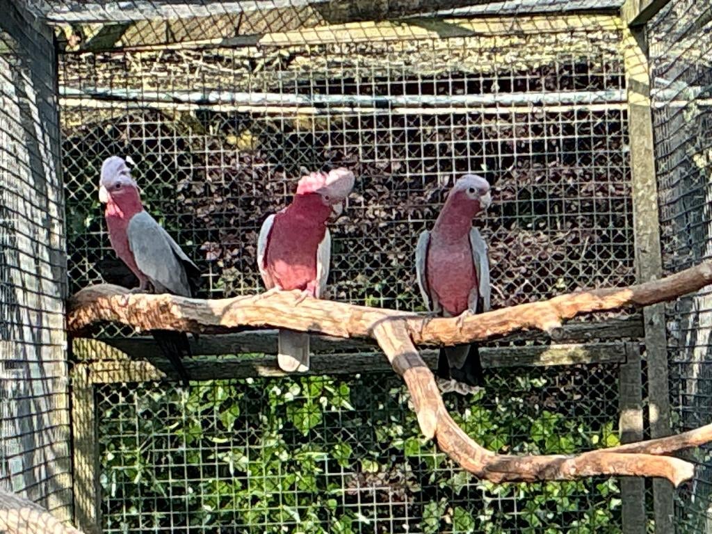 lutino kaketoe, Plusieurs animaux, Perroquet, Bagué