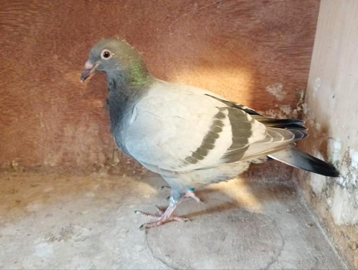 Jonge duiven, Dieren en Toebehoren, Vogels | Overige Vogels