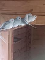 Diamantduifjes 6euro, Animaux & Accessoires, Oiseaux | Pigeons