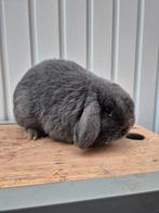 Nederlandse hangoordwerg ram, Dieren en Toebehoren, Konijnen