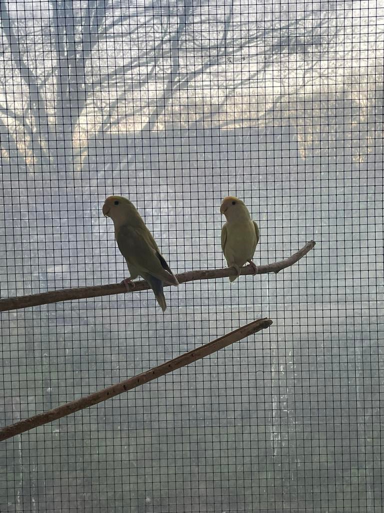 Perroquets nains à échanger, Plusieurs animaux, Perroquet nain ou Inséparable