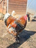 Brahma toom | Roodporselein 1 haan + 4 hennen, Dieren en Toebehoren, Pluimvee, Meerdere dieren, Kip