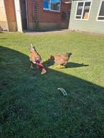 naakthals, Dieren en Toebehoren, Pluimvee