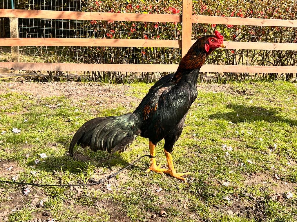 Eufs assel kulang pakistan, Dieren en Toebehoren