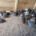 Japanse kwartels, Dieren en Toebehoren, Geslacht onbekend