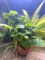 Aquariumplant - Grote anubias op kruik, Dieren en Toebehoren, Ophalen of Verzenden