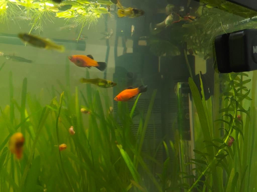 Platy, Animaux & Accessoires, Poissons | Poissons d'aquarium