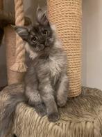Maine Coon Kittens beschikbaar, Animaux & Accessoires, Plusieurs animaux, Vermifugé, 0 à 2 ans