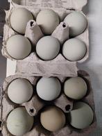 Broedeieren Silverudd Bla, Dieren en Toebehoren