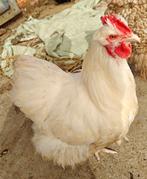 Orpington Haan wit, Dieren en Toebehoren, Pluimvee, Mannelijk, Kip
