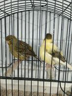 Fife fancy mannen 2024