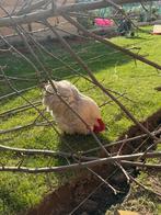 Broedeieren cochin kriel, Dieren en Toebehoren, Pluimvee