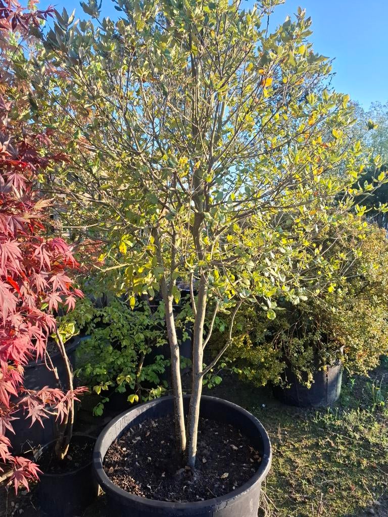 Steeneik, Tuin en Terras, Ophalen