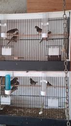 Mexicaanse mussen te koop!, Animaux & Accessoires, Oiseaux | Cages & Volières, Enlèvement