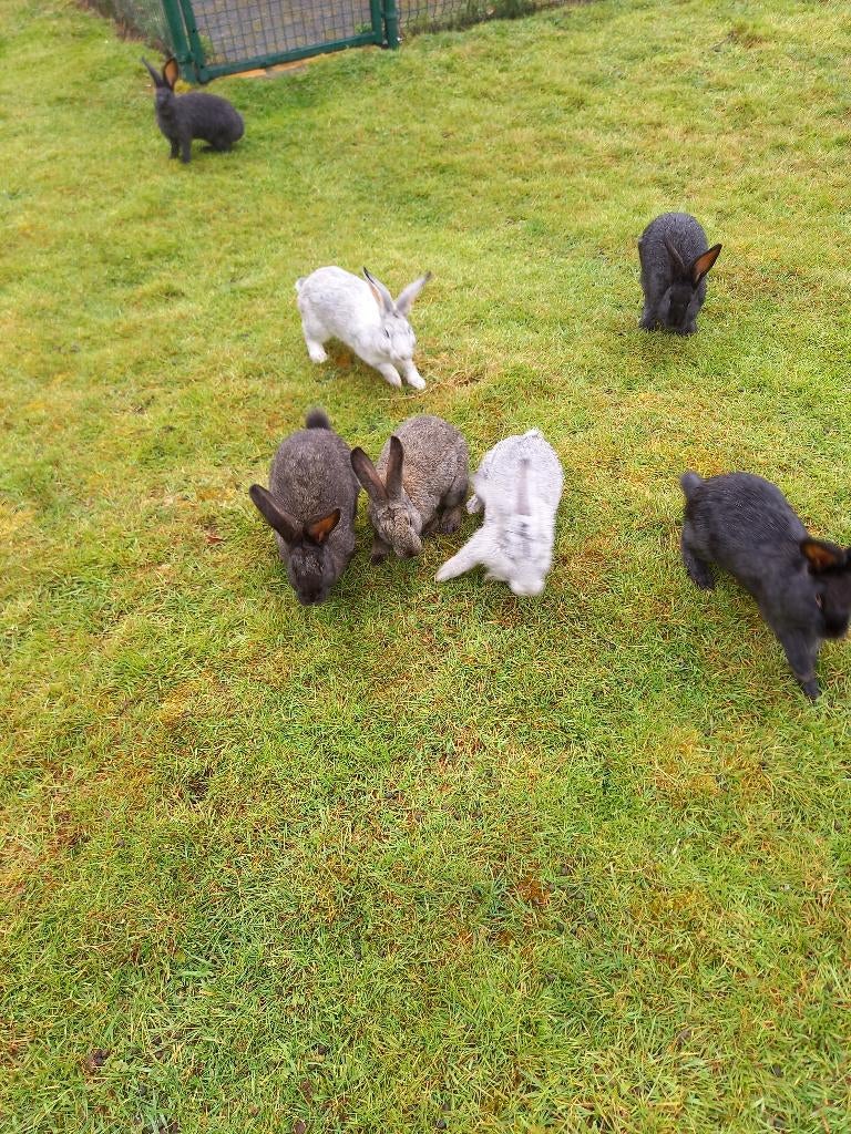 Kweekrijpe/slachtrijpe vleeskonijnen, Meerdere dieren, Groot, 0 tot 2 jaar