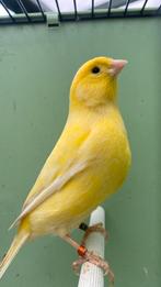 Kanarie man 2025, Dieren en Toebehoren, Kleurkanarie