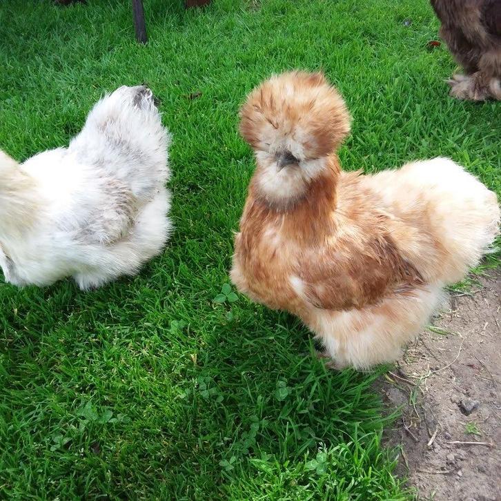 kuikens van Usa Zijdehoen, Dieren en Toebehoren, Pluimvee, Kip, Geslacht onbekend