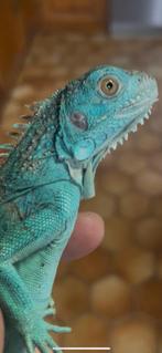 leguaan, Dieren en Toebehoren, Hagedis, Tam, 0 tot 2 jaar