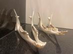 Ree onderkaken – curiosa voor verzamelaars of decoratie, Enlèvement ou Envoi