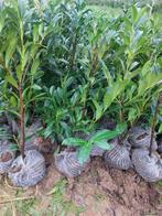 Laurier cerise caucasica / novita / rotundifolia, 100 à 250 cm, Laurier, Enlèvement, Haie