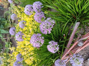 allium 'in orbit' of sierui.  beschikbaar voor biedingen