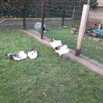 gans ganzen  Andesgans, Dieren en Toebehoren, Gans of Zwaan