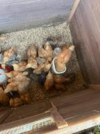 Kuikens te koop