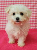 Chiot Bichon Frisé super mignon !, 15 semaines à 1 an, Étranger, Hépatite contagieuse (maladie de Rubarth), Éleveur | Professionnel