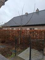 Okkernoot, walnoten boom., Tuin en Terras, Ophalen