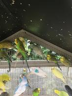 BEWEZEN KWEEKKOPPELS GRASPARKIETEN VANAF 15 EURO/KOPPEL, Plusieurs animaux, Perruche