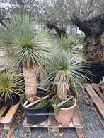 Lot van 6 yucca’s (LOT 46), Ophalen, Vaste plant, Overige soorten, Volle zon