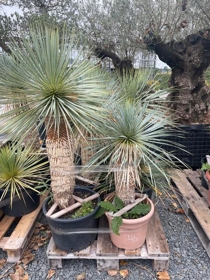 Lot van 6 yucca’s (LOT 46), Tuin en Terras, Planten | Tuinplanten, Vaste plant, Overige soorten, Volle zon, Ophalen