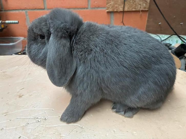 Nederlandse hangoordwerg ram, Dieren en Toebehoren, Konijnen, Dwerg, Mannelijk, 0 tot 2 jaar, Hangoor