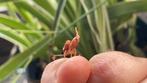 Mantes, Overige soorten