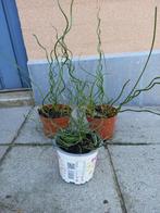 kurkentrekkersgras/juncus 3€, Tuin en Terras, Ophalen, Vaste plant