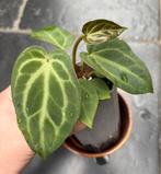 Anthurium Magnificum, Huis en Inrichting, Kamerplanten, Ophalen of Verzenden