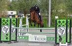 Springruiter aangeboden