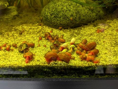 Posthoornslakken, Dieren en Toebehoren, Vissen | Aquariumvissen, Zoetwatervis, Slak of Weekdier