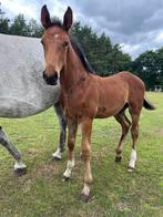 Beloftevol Zangsheide veulen: Chaccos touch x Cigaret JVH Z, Dieren en Toebehoren, Paarden, Springpaard, Niet van toepassing, 0 tot 2 jaar