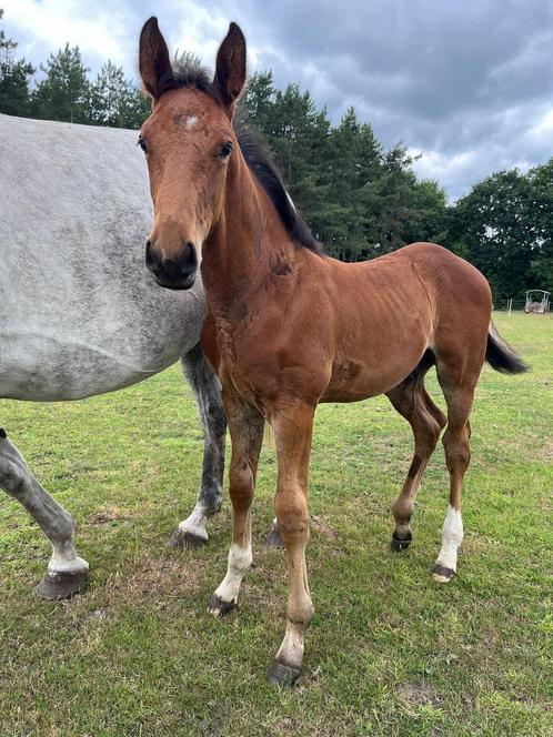 Beloftevol Zangsheide veulen: Chaccos touch x Cigaret JVH Z, Dieren en Toebehoren, Paarden, Hengst, Niet van toepassing, 165 tot 170 cm