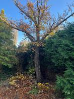 Gratis bomen - brandhout, Tuin en Terras, Ophalen