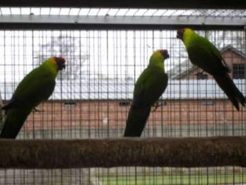 australische parkieten beschikbaar voor biedingen