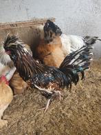 Kuifhoenders hanen tollbunt, Dieren en Toebehoren, Pluimvee, Mannelijk, Kip