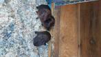 Cavia goud agouti, Dieren en Toebehoren, Knaagdieren, Cavia, Mannelijk, Tam, September