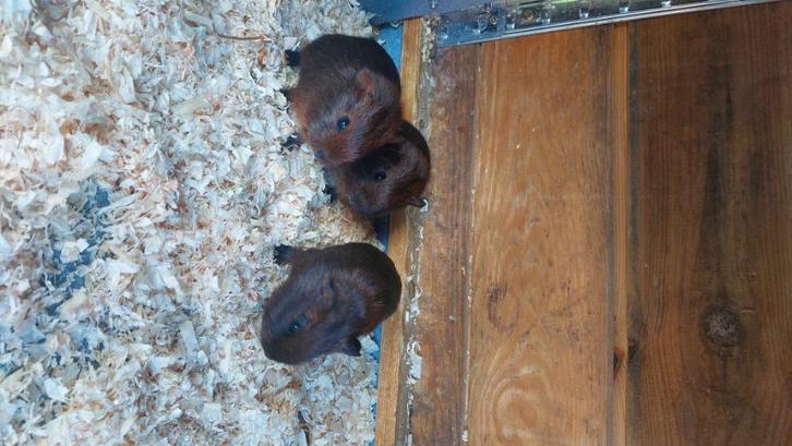 Cavia goud agouti, Dieren en Toebehoren, Knaagdieren, Mannelijk, Cavia, September, Tam