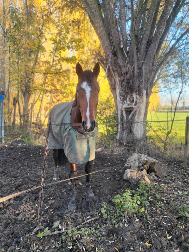 Franse draver te koop, Animaux & Accessoires, Chevaux, Hongre, Débourré, 175 cm ou plus, 3 à 6 ans, Cheval de récréation, Avec pedigree