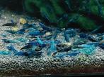 Blue dimand garnalen te koop, Animaux & Accessoires, Poissons | Poissons d'aquarium