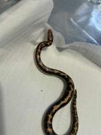 Boa des sable et pantherophis, Dieren en Toebehoren, Reptielen en Amfibieën, Hagedis