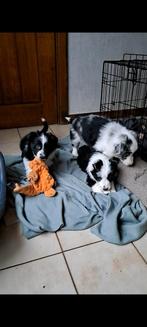 Zwart-witte en bleu merle border collie pups op boerderij, Dieren en Toebehoren, Honden | Herdershonden en Veedrijvers, België